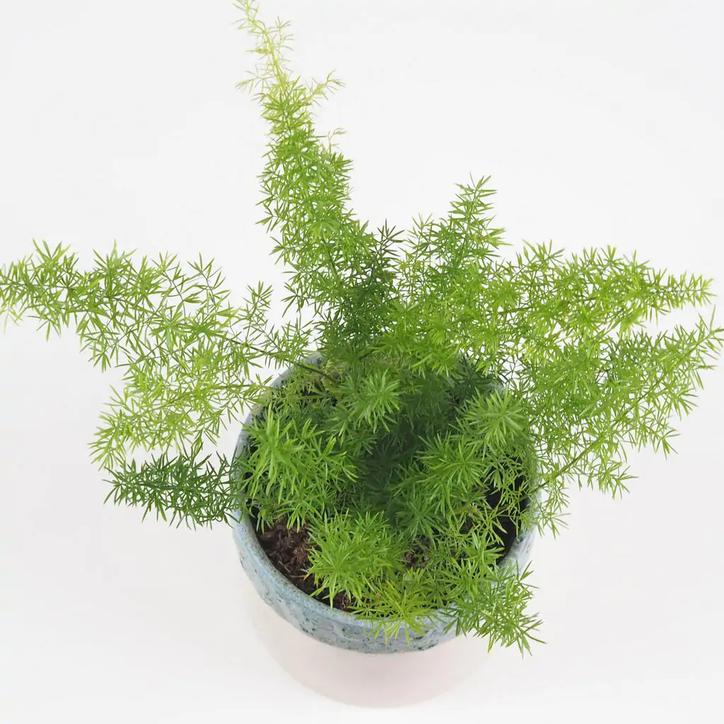 Asparagus densiflorus ‘Meyerii’ asparagus densiflorus meyerii vlhkomilna izbova rastlina