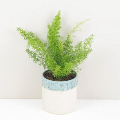 asparagus densiflorus meyerii vlhkomilna izbova rastlina