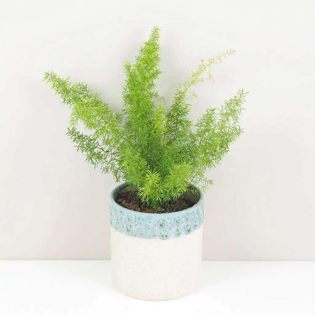 Asparagus densiflorus ‘Meyerii’