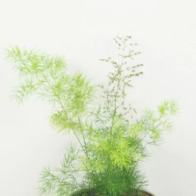 asparagus umbellatus vlhkomilna izbova rastlina