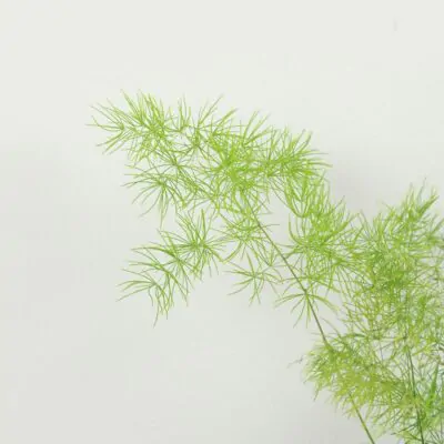 asparagus umbellatus vlhkomilna izbova rastlina