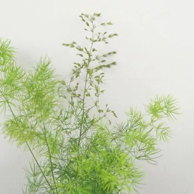 Asparagus umbellatus asparagus umbellatus vlhkomilna izbova rastlina