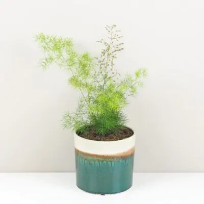 asparagus umbellatus vlhkomilna izbova rastlina