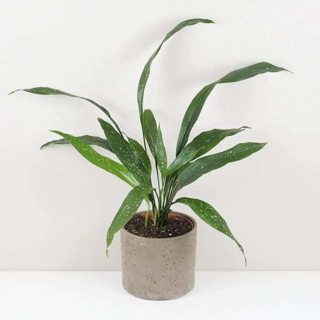 Aspidistra elatior ‘Milky Way’ veľká