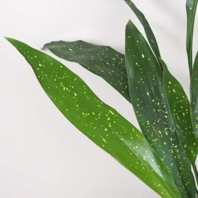 Aspidistra elatior ‘Milky Way’ veľká aspidistra elatior milky way velka