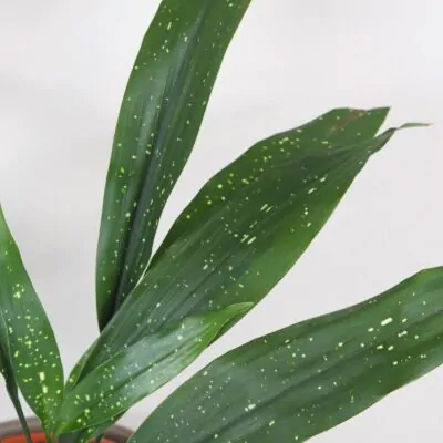 Aspidistra elatior ‘Milky Way’ veľká aspidistra elatior milky way velka