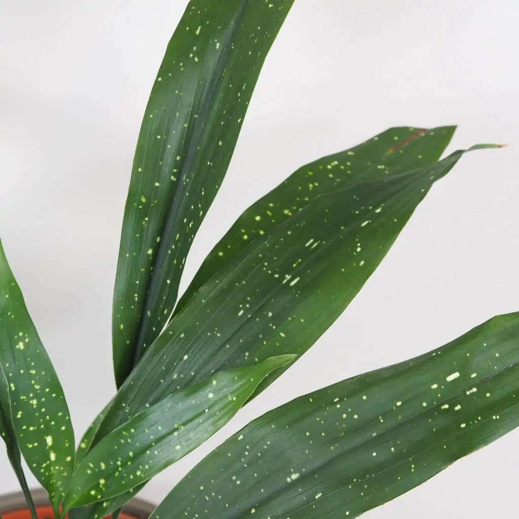 Aspidistra elatior ‘Milky Way’ veľká aspidistra elatior milky way velka