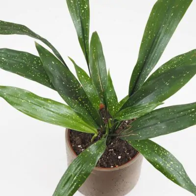 Aspidistra elatior ‘Milky Way’ veľká aspidistra elatior milky way velka