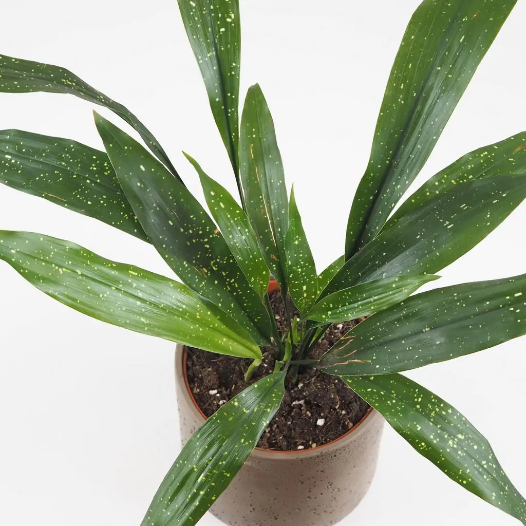 Aspidistra elatior ‘Milky Way’ veľká aspidistra elatior milky way velka