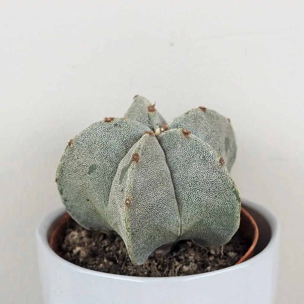 Kaktus Astrophytum myriostigma