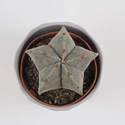Kaktus Astrophytum myriostigma astrophytum myriostigma kaktus