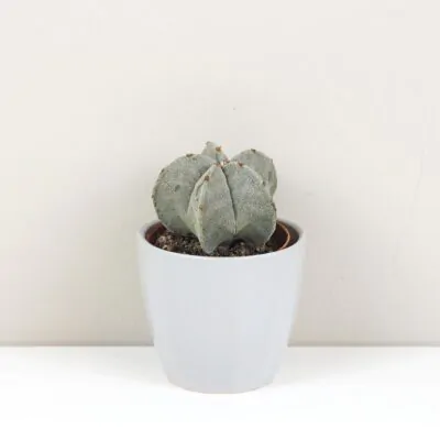 Kaktus Astrophytum myriostigma astrophytum myriostigma kaktus