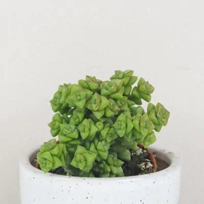 crassula rupestris tom thumb tucnolist sukulent