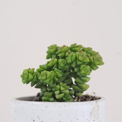 crassula rupestris tom thumb tucnolist sukulent