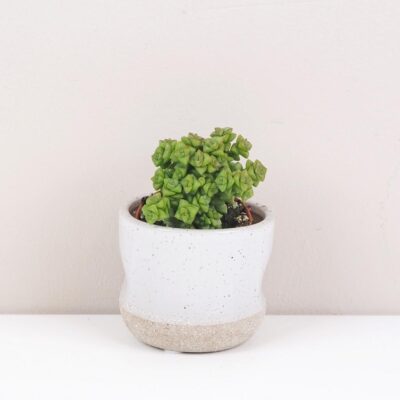 crassula rupestris tom thumb tucnolist sukulent