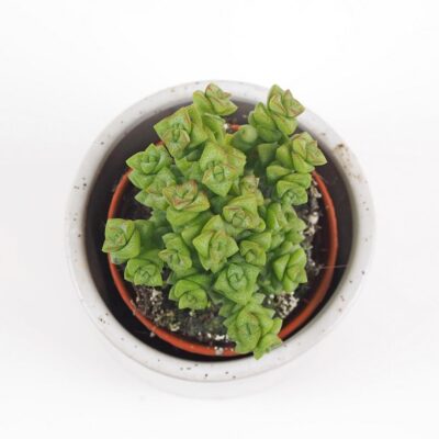 crassula rupestris tom thumb tucnolist sukulent