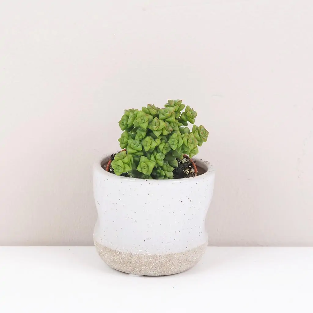 Tučnolist / Crassula rupestris ‘Tom Thumb’