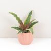 Cryptanthus bivittatus ‘Elaine’ cryptanthus bivittatus elaine