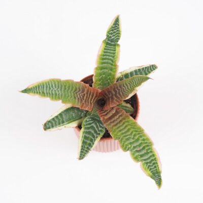 Cryptanthus bivittatus ‘Elaine’ cryptanthus bivittatus elaine