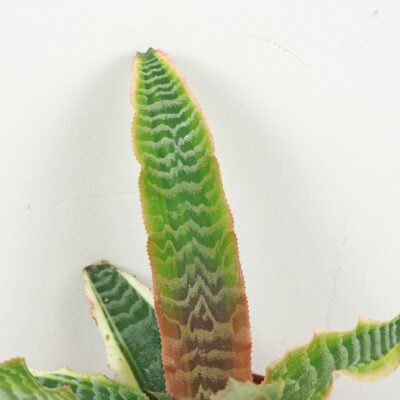 Cryptanthus bivittatus ‘Elaine’ cryptanthus bivittatus elaine