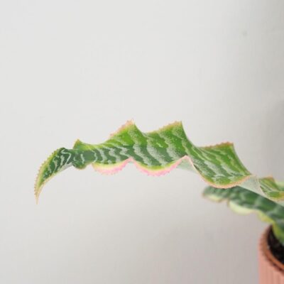 Cryptanthus bivittatus ‘Elaine’ cryptanthus bivittatus elaine