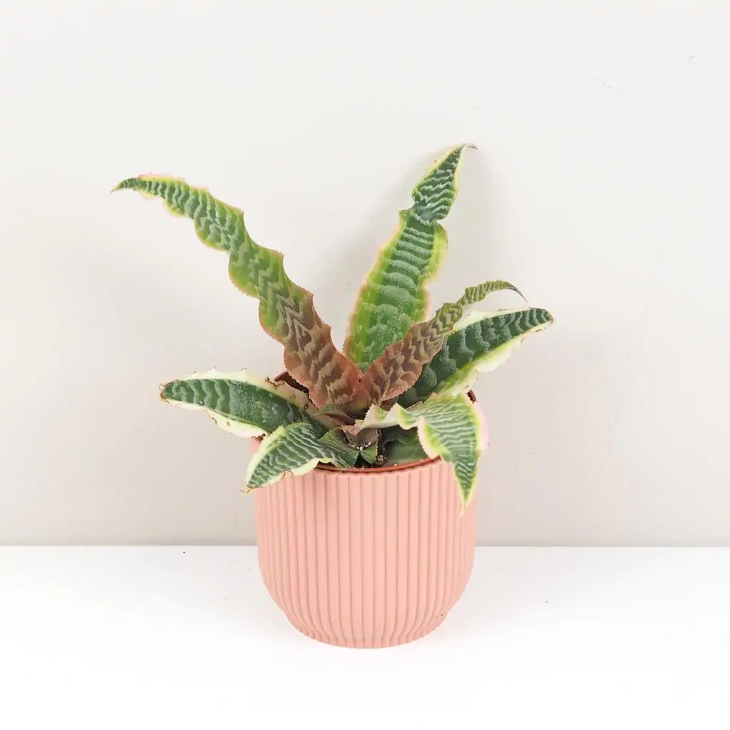 Cryptanthus bivittatus ‘Elaine’