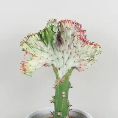 Euphorbia lactea ‘Cristata’ ružová euphorbia lactea cristata ruzova sukulent