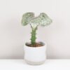 Euphorbia lactea ‘Cristata’ svetlá euphorbia lactea cristata svetla sukulent