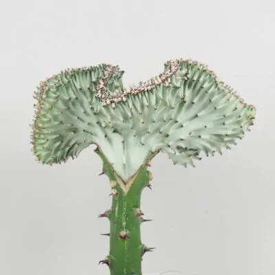 euphorbia lactea cristata svetla sukulent