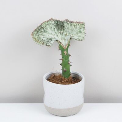 Euphorbia lactea ‘Cristata’ svetlá euphorbia lactea cristata svetla sukulent