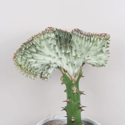 Euphorbia lactea ‘Cristata’ svetlá euphorbia lactea cristata svetla sukulent