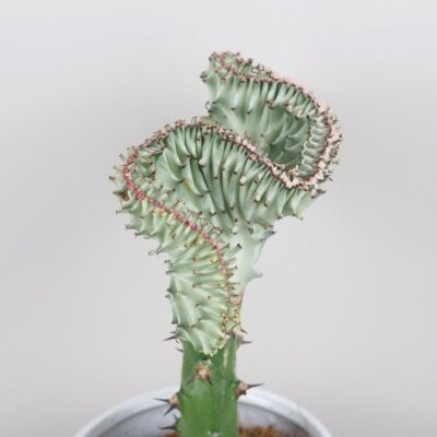 Euphorbia lactea ‘Cristata’ svetlá euphorbia lactea cristata svetla sukulent