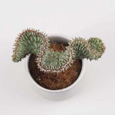 Euphorbia lactea ‘Cristata’ svetlá euphorbia lactea cristata svetla sukulent