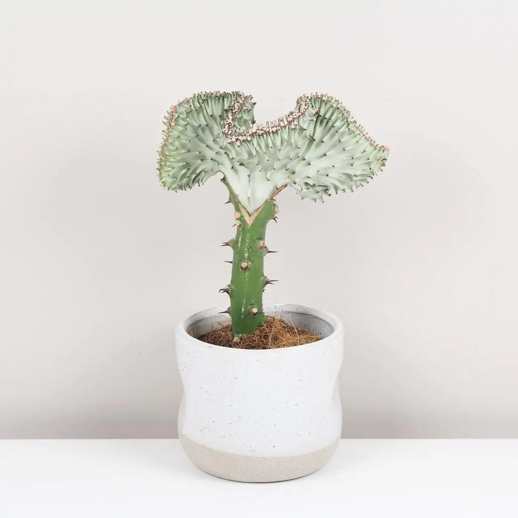 Euphorbia lactea ‘Cristata’ svetlá