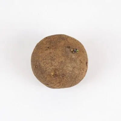 hluza stephania erecta