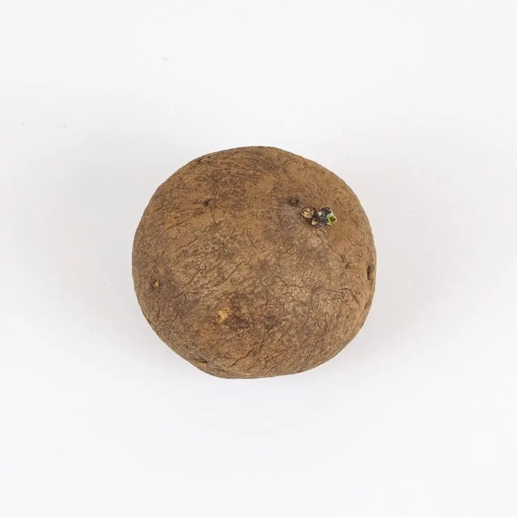 Stephania erecta hľuza