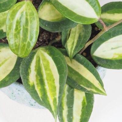 Hoya latifolia ‘Pot Of Gold’ hoya latifolia pot of gold voskovka tahava panasovana izbova rastlina