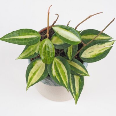 Hoya latifolia ‘Pot Of Gold’ hoya latifolia pot of gold voskovka tahava panasovana izbova rastlina