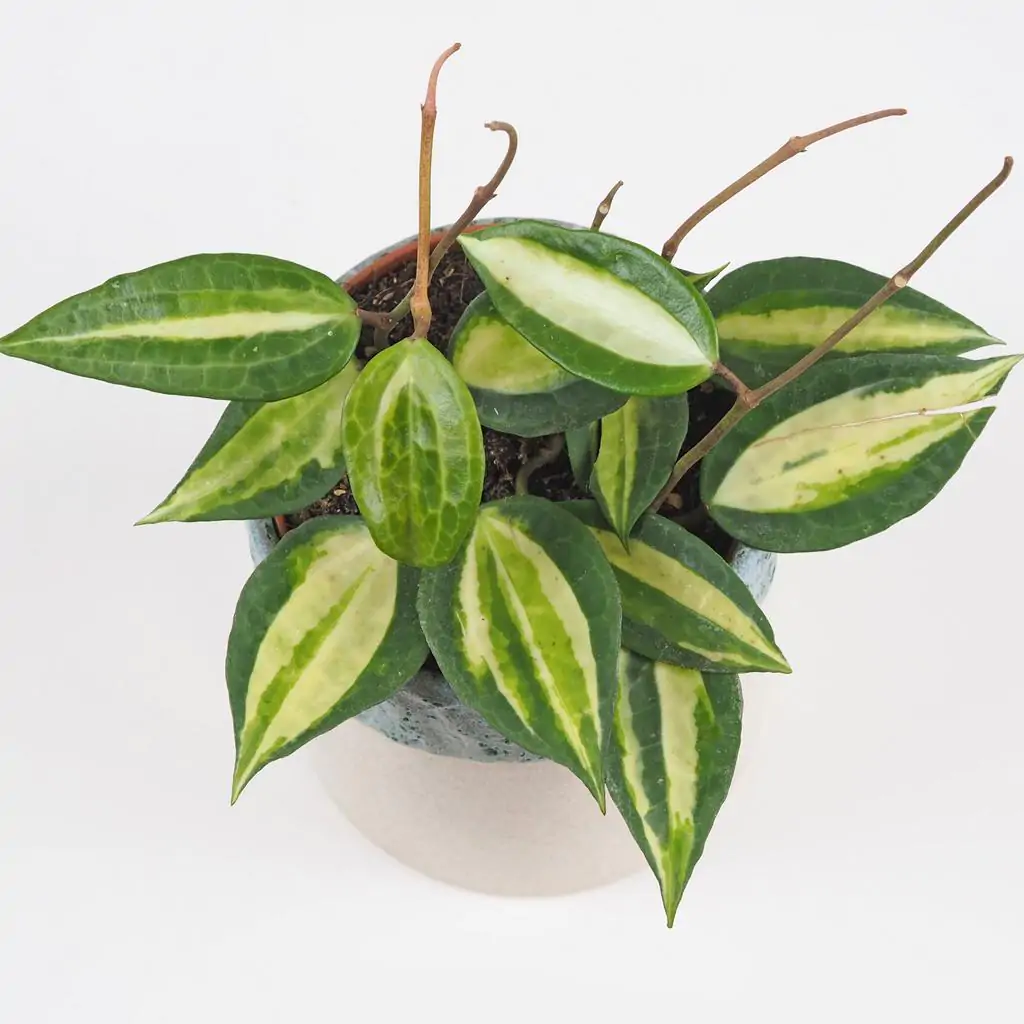 Hoya latifolia ‘Pot Of Gold’ hoya latifolia pot of gold voskovka tahava panasovana izbova rastlina