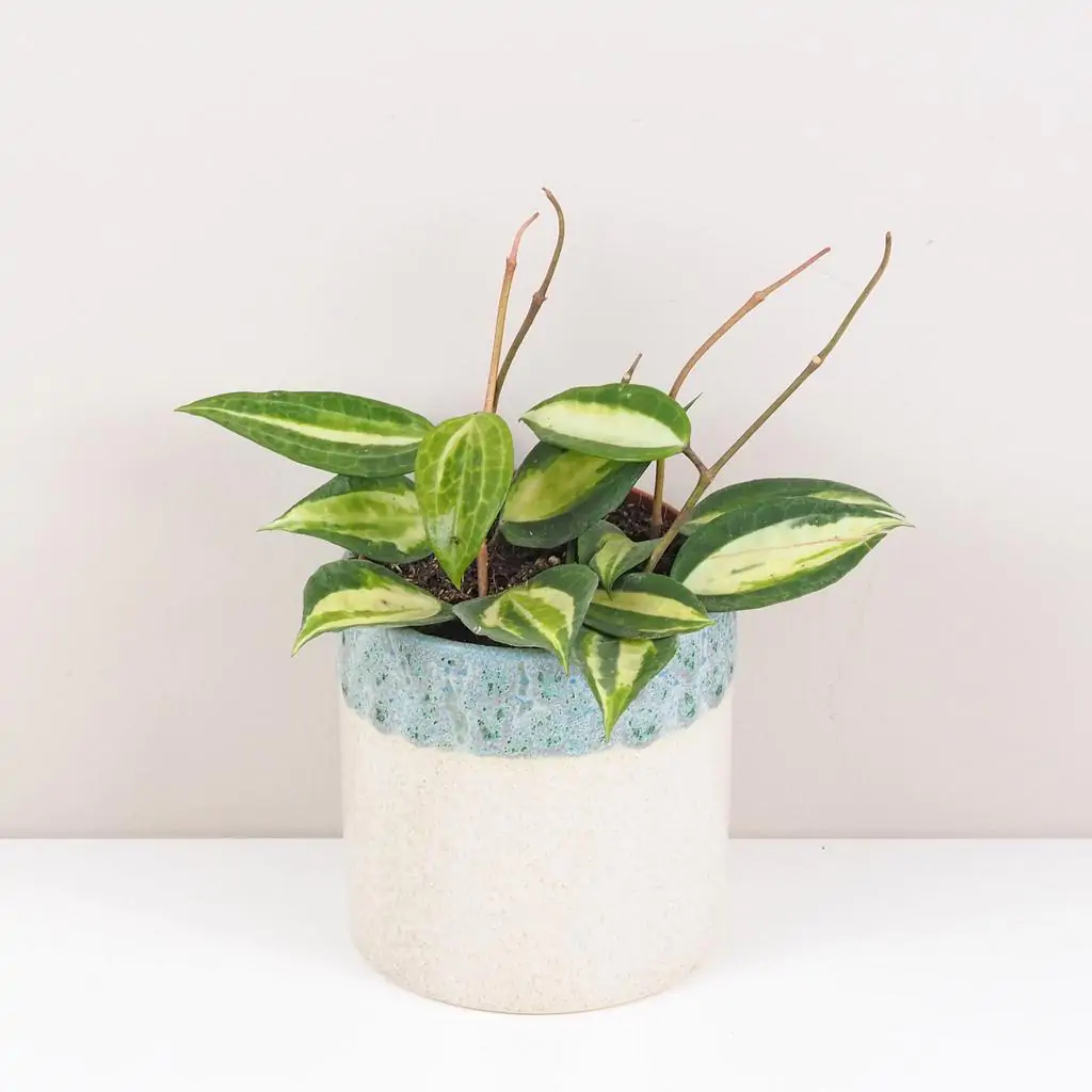 Hoya latifolia ‘Pot Of Gold’