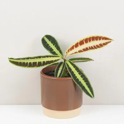 Ako si vybrať prvú izbovú rastlinu: 6 tipov, aby vám vydržala a robila radosť labisia jabi sunrise