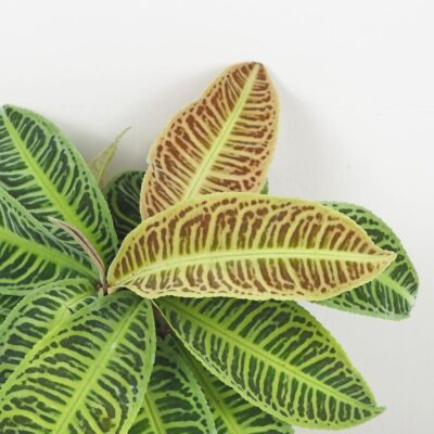Labisia ‘Japonica’ labisia japonica