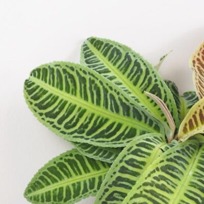 Labisia ‘Japonica’ labisia japonica