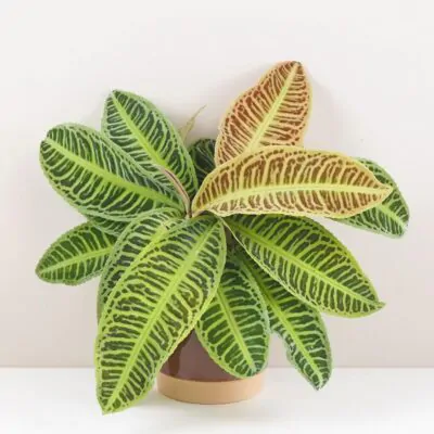 Izbové rastliny, riasogule a príslušenstvo labisia japonica