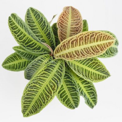 Labisia ‘Japonica’ labisia japonica