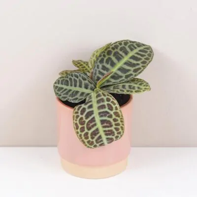 Labisia ‘Turtle Back’ labisia turtle back