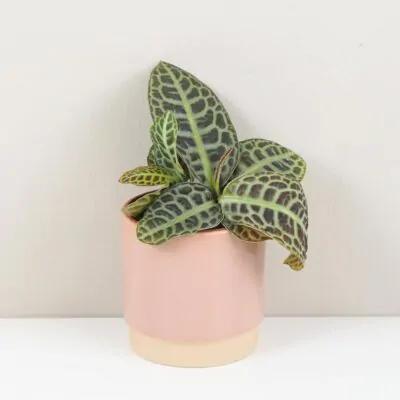 Labisia ‘Turtle Back’ labisia turtle back