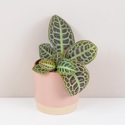 Labisia ‘Turtle Back’ labisia turtle back