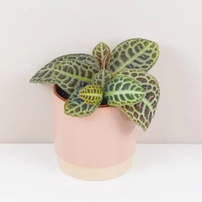 Labisia ‘Turtle Back’ labisia turtle back