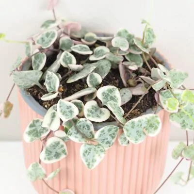 Lampášik / Ceropegia woodii ‘Variegata’ stredná lampasik ceropegia woodi variegata panasovana tahava rastlina srdiecka string of hearts